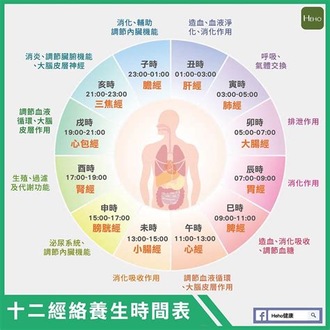 經絡時辰對照|十二經絡養生時間表 